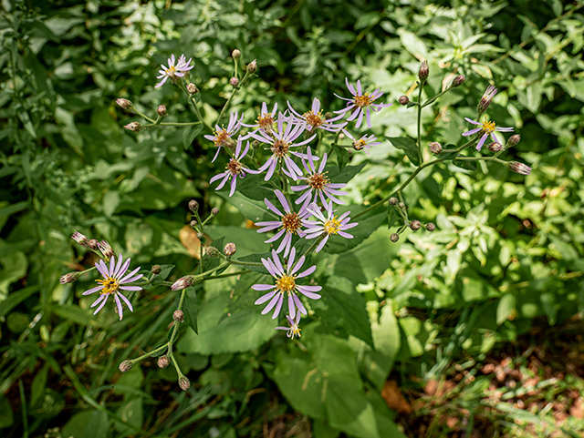 Eurybia macrophylla (Bigleaf aster) #84180