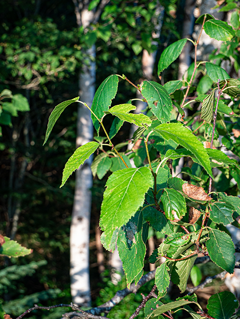 Betula papyrifera (Paper birch) #84198