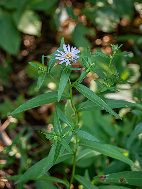 Symphyotrichum novi-belgii (New york aster) #84204