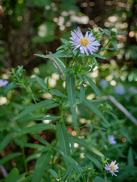 Symphyotrichum novi-belgii (New york aster) #84206