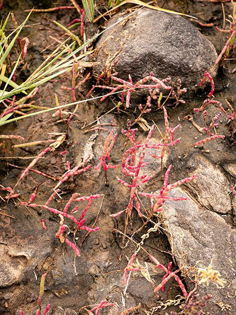 Salicornia rubra (Red swampfire) #84224