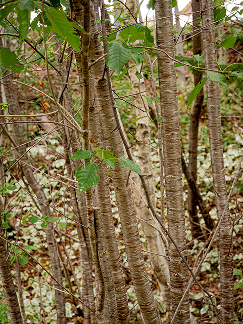 Betula papyrifera (Paper birch) #84238