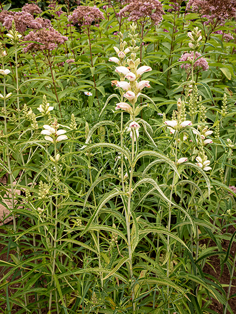 Chelone glabra (White turtlehead) #84285