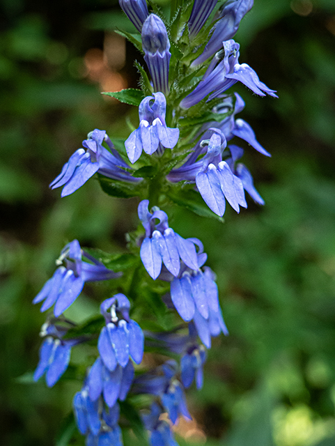 Lobelia puberula (Downy lobelia) #84294