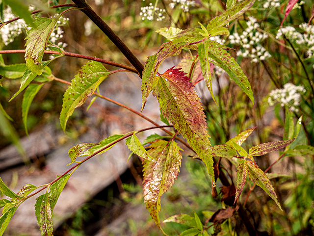 Eupatorium serotinum (White boneset) #84308