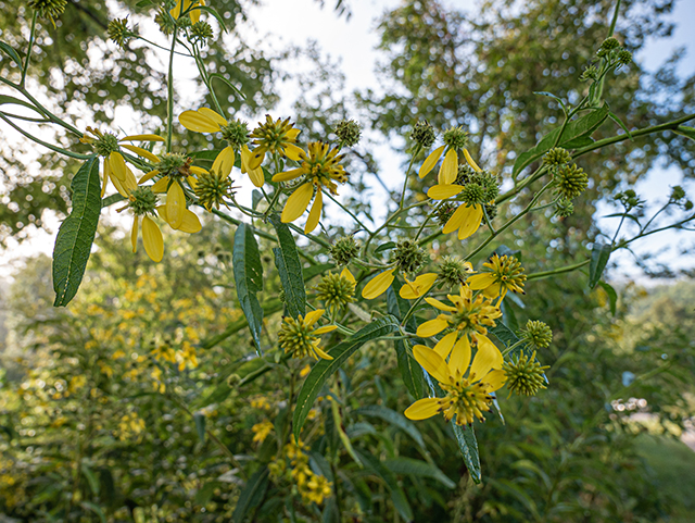 Verbesina alternifolia (Wingstem) #84313