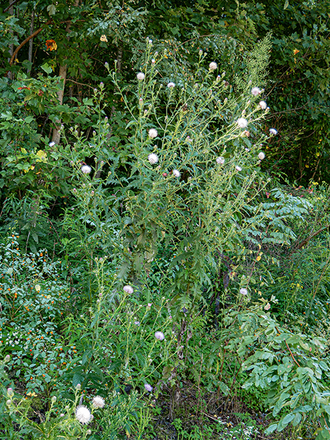 Cirsium discolor (Field thistle) #84329