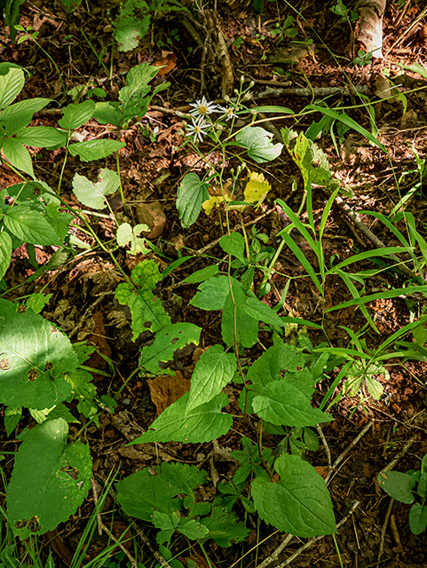 Eurybia macrophylla (Bigleaf aster) #84346