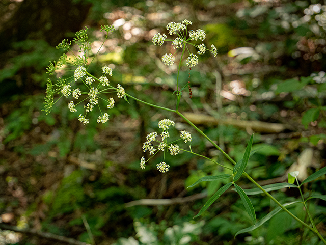 Oxypolis rigidior (Stiff cowbane) #84354