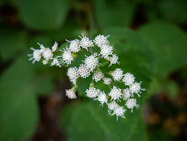 Ageratina altissima (White snakeroot) #84385