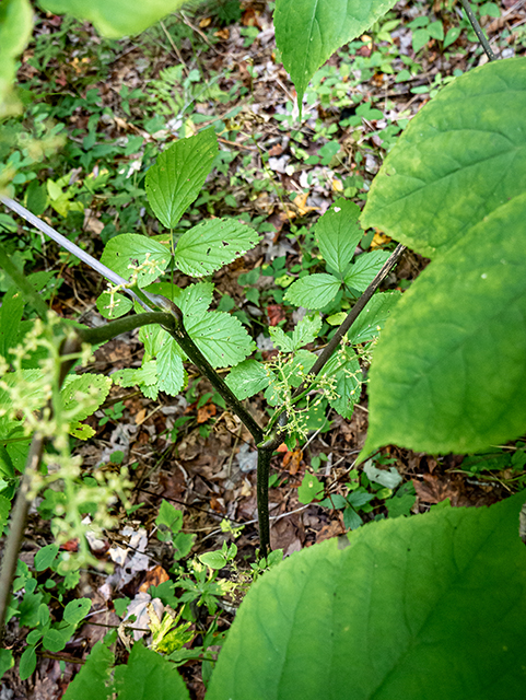 Sambucus racemosa (Red elderberry) #84393