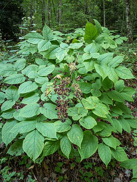 Sambucus racemosa (Red elderberry) #84394