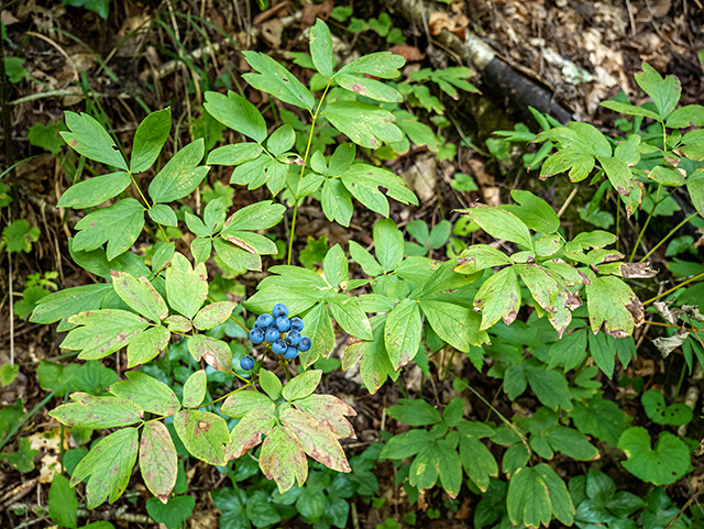 Caulophyllum thalictroides (Blue cohosh) #84408