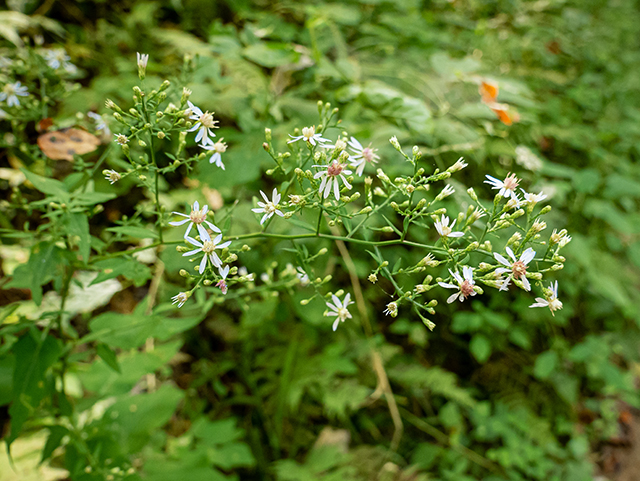 Symphyotrichum lowrieanum (Lowrie's blue wood aster) #84429