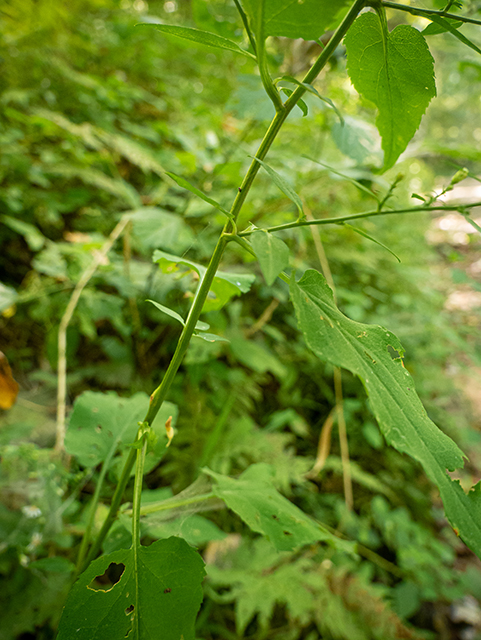 Symphyotrichum lowrieanum (Lowrie's blue wood aster) #84430