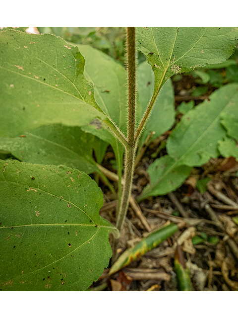 Helianthus atrorubens (Purpledisk sunflower) #84446