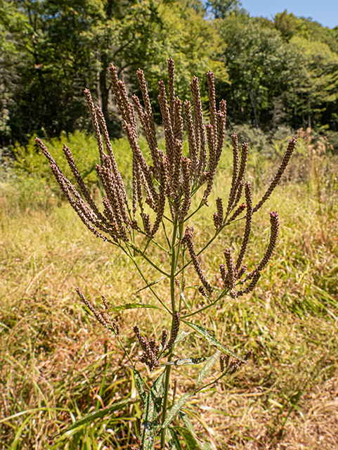 Verbena hastata (Swamp verbena) #84477