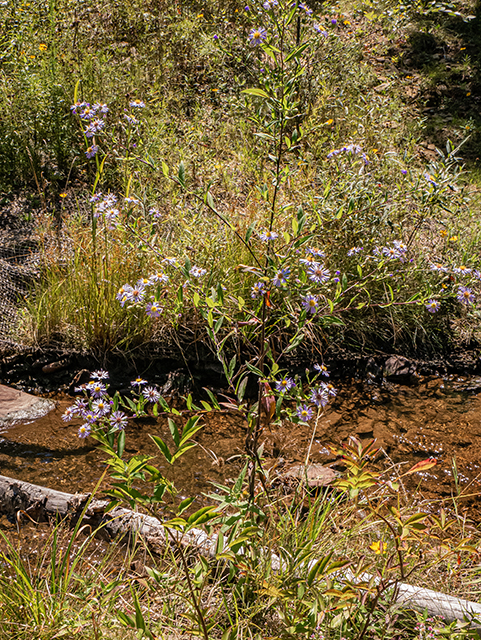 Symphyotrichum puniceum var. puniceum (Purplestem aster) #84481