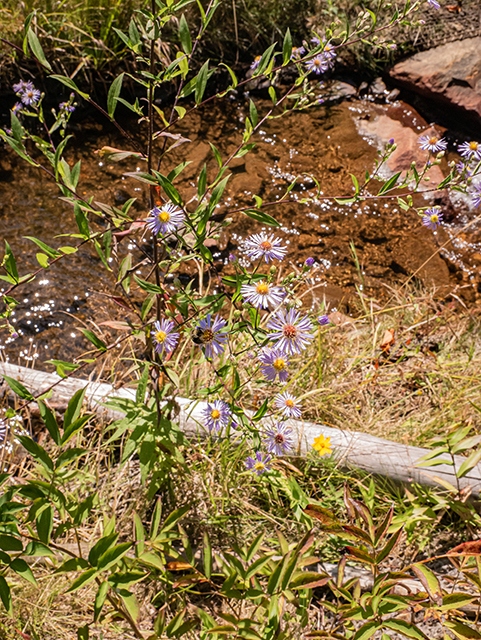 Symphyotrichum puniceum var. puniceum (Purplestem aster) #84482