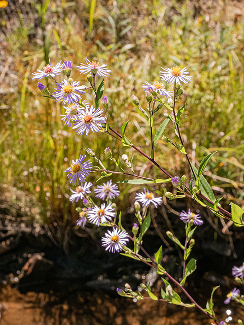 Symphyotrichum puniceum var. puniceum (Purplestem aster) #84483