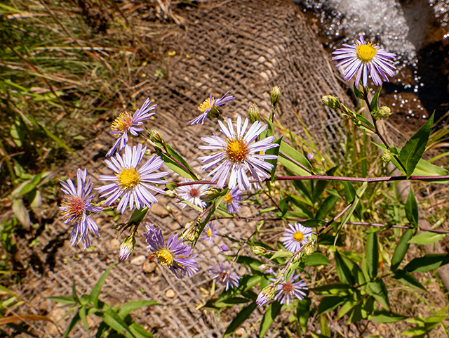 Symphyotrichum puniceum var. puniceum (Purplestem aster) #84485