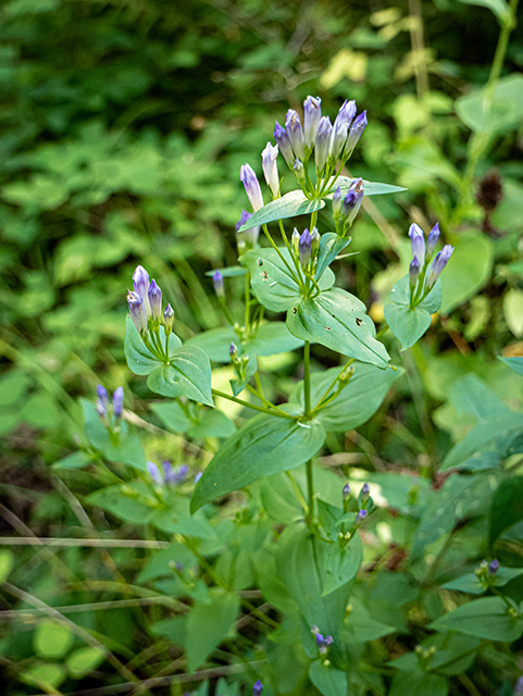 Gentianella quinquefolia ssp. quinquefolia (Agueweed) #84493