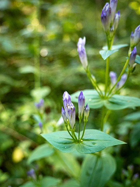 Gentianella quinquefolia ssp. quinquefolia (Agueweed) #84494