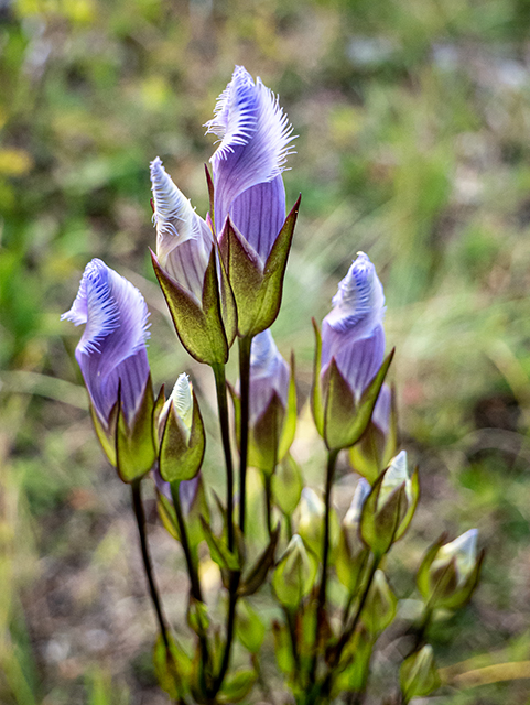 Gentianopsis crinita (Greater fringed gentian) #84508