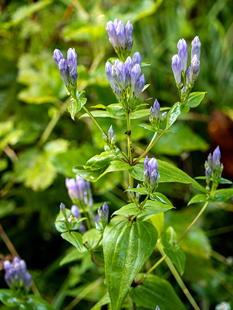 Gentianella quinquefolia ssp. quinquefolia (Agueweed) #84516