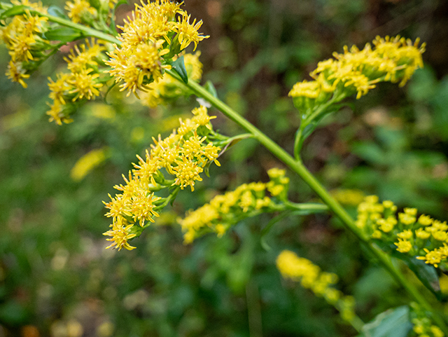 Solidago patula (Roundleaf goldenrod) #84520