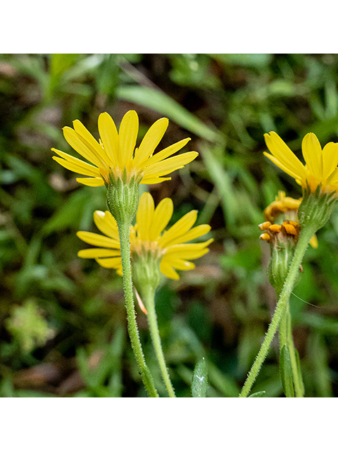 Chrysopsis mariana (Maryland goldenaster) #84531