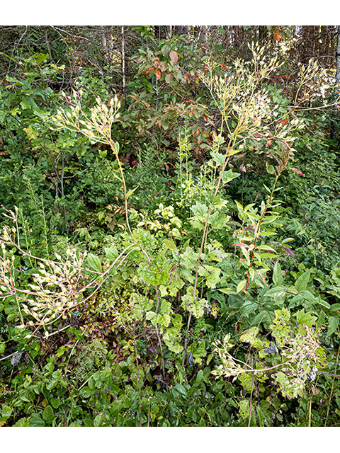 Prenanthes serpentaria (Cankerweed) #84535