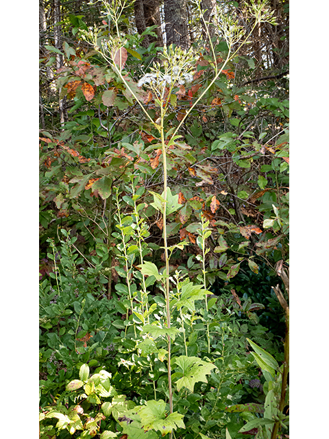 Prenanthes serpentaria (Cankerweed) #84536