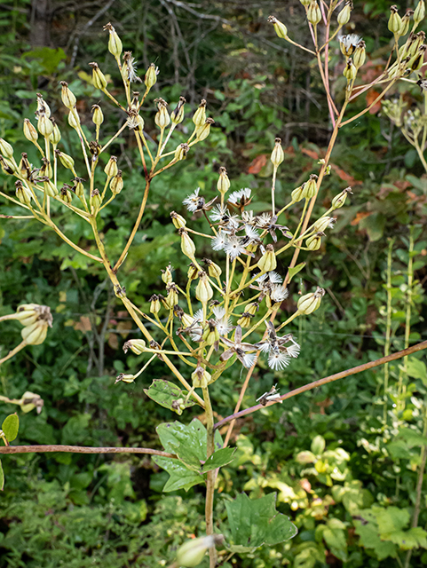 Prenanthes serpentaria (Cankerweed) #84537