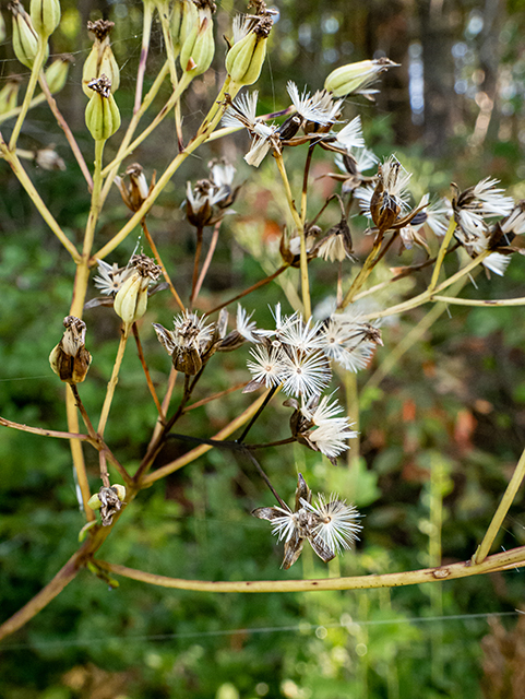 Prenanthes serpentaria (Cankerweed) #84538