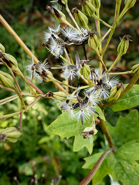 Prenanthes serpentaria (Cankerweed) #84539