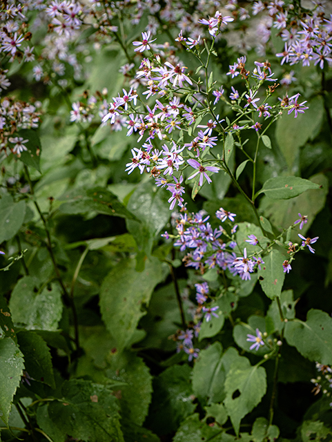 Symphyotrichum cordifolium (Broad-leaved aster) #84595