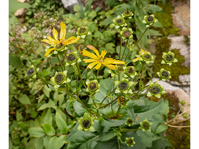 Silphium trifoliatum var. latifolium (Whorled rosinweed) #84612