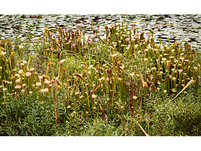 Sarracenia rubra ssp. jonesii (Jones' pitcherplant) #84621