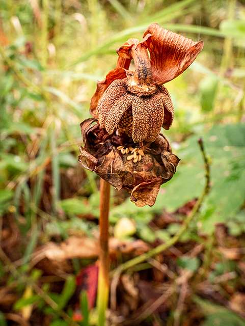 Sarracenia purpurea var. montana (Southern appalachian purple pitcherplant) #84625