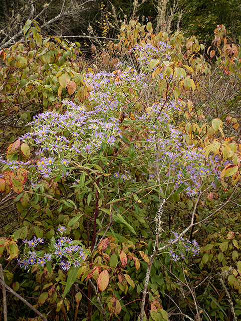 Symphyotrichum puniceum var. puniceum (Purplestem aster) #84630