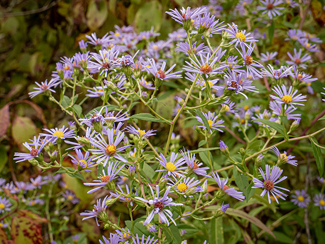 Symphyotrichum puniceum var. puniceum (Purplestem aster) #84632