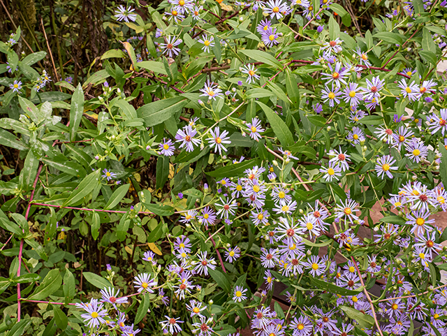 Symphyotrichum puniceum var. puniceum (Purplestem aster) #84633