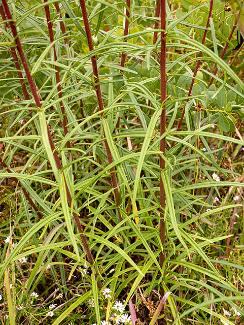 Helianthus angustifolius (Swamp sunflower) #84643