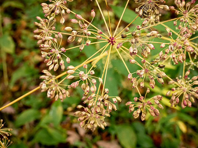 Oxypolis rigidior (Stiff cowbane) #84690