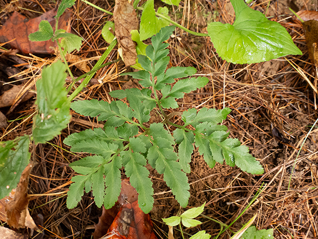 Botrychium oneidense (Bluntlobe grapefern) #84701