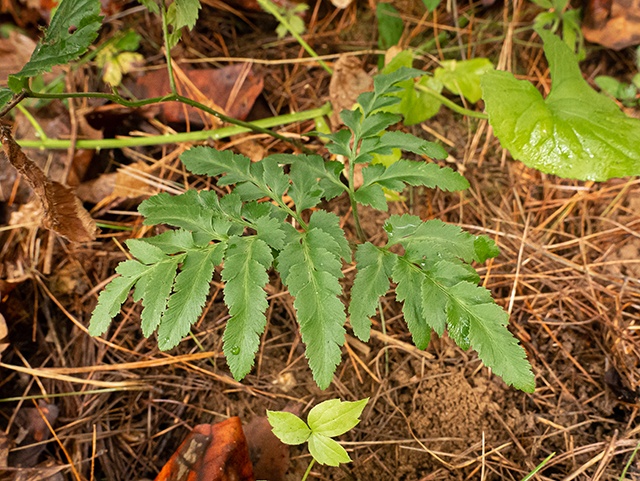 Botrychium oneidense (Bluntlobe grapefern) #84702