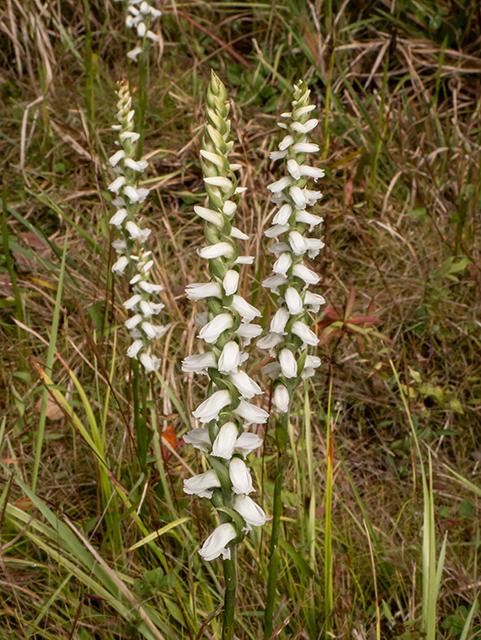 Spiranthes cernua (Nodding ladies'-tresses) #84736