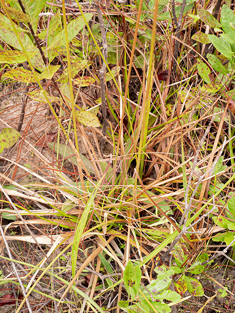 Eriocaulon lineare (Narrow pipewort) #84779