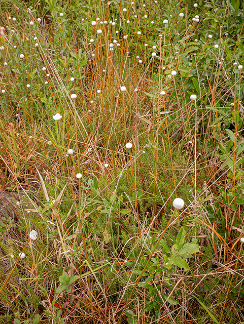 Eriocaulon lineare (Narrow pipewort) #84780